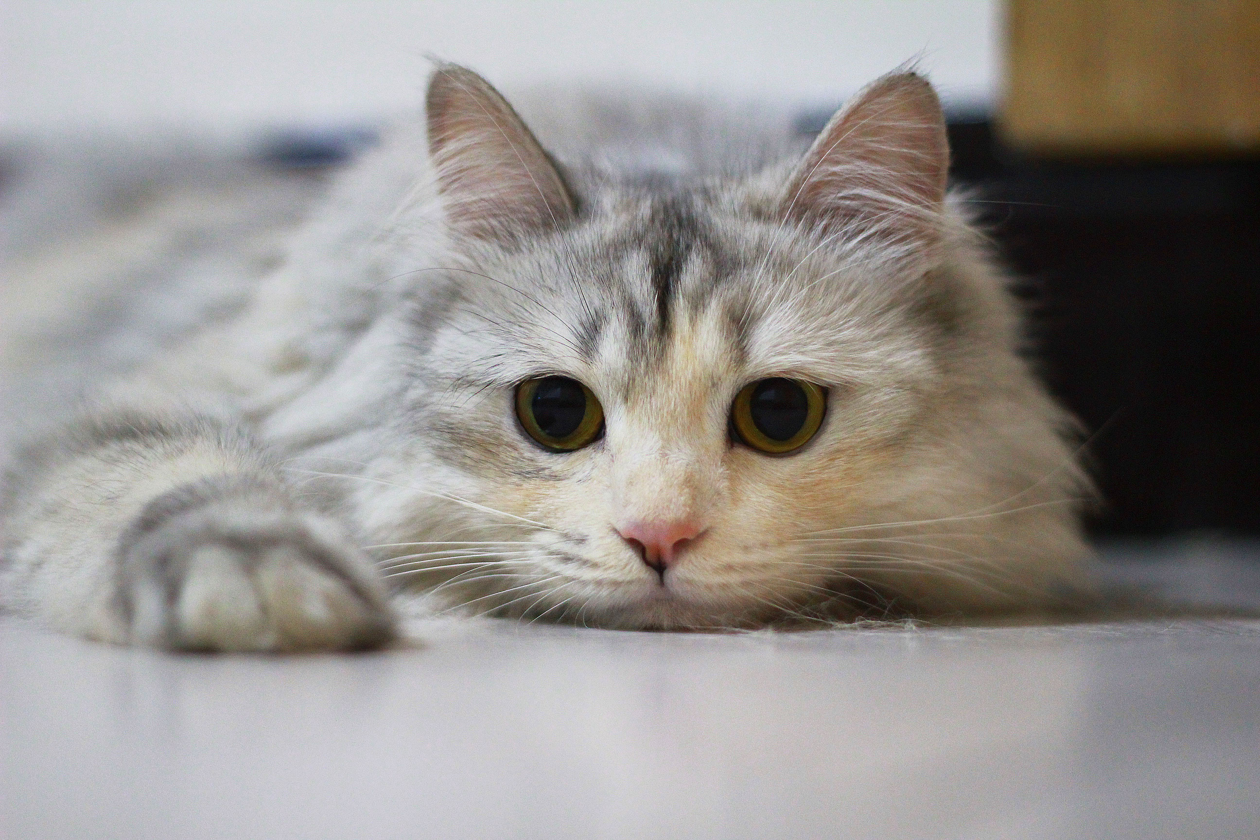 探索猫咪文化全新潮流，猫喵最新资讯速递