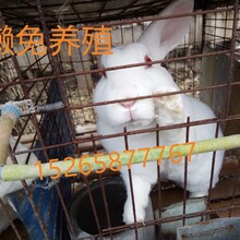 河北獭兔最新价格行情，变化中的机遇与自信的力量探索